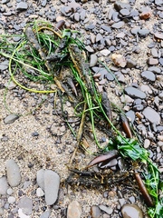 Zosteraceae