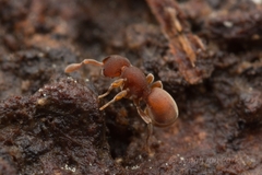 Discothyrea sauteri