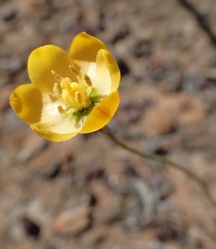 Image of Ornithogalum multifolium by no rights reserved