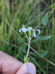 Sabatia difformis