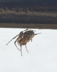 Larinioides patagiatus