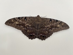 Ascalapha odorata