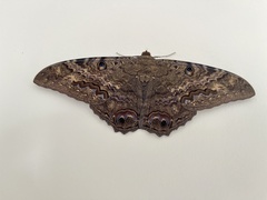 Ascalapha odorata