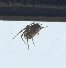 Larinioides patagiatus