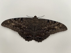 Ascalapha odorata