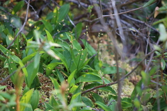 Maianthemum trifolium