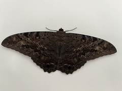 Ascalapha odorata