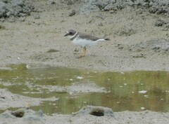Charadrius hiaticula
