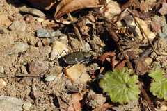 Cicindela duodecimguttata