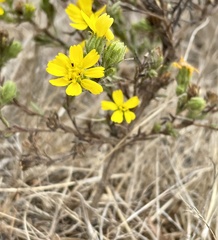 Deinandra paniculata