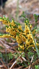 Leocarpus fragilis