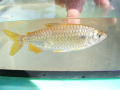 Brycinus imberi