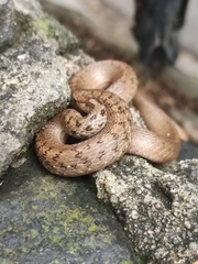 Storeria storerioides