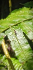 Argyresthia goedartella