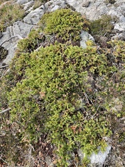 Juniperus communis