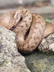 Storeria storerioides