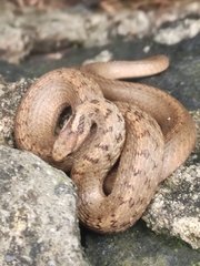 Storeria storerioides