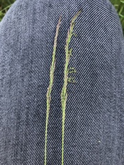 Agrostis capillaris