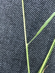 Agrostis capillaris