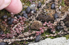 Capreolus