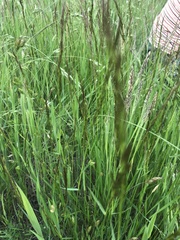 Agrostis capillaris