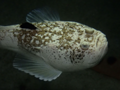 Uranoscopus sulphureus