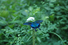 Papilio dehaanii