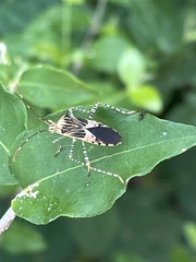 Hypselonotus punctiventris