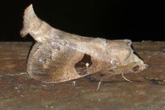 Metanastria hyrtaca