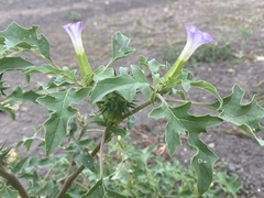 Datura quercifolia