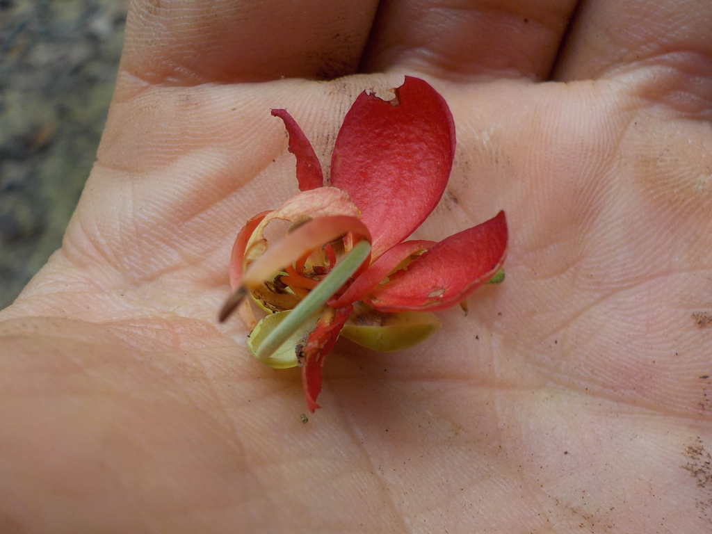 Cassia swartzioides
