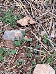 Zamenis scalaris