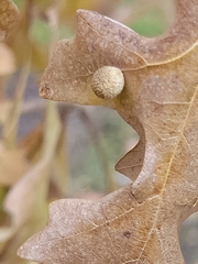 Acraspis quercushirta