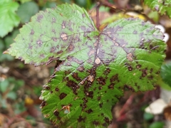 Phragmidium violaceum
