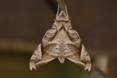 Acosmeryx naga