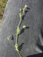 Ornithopus perpusillus