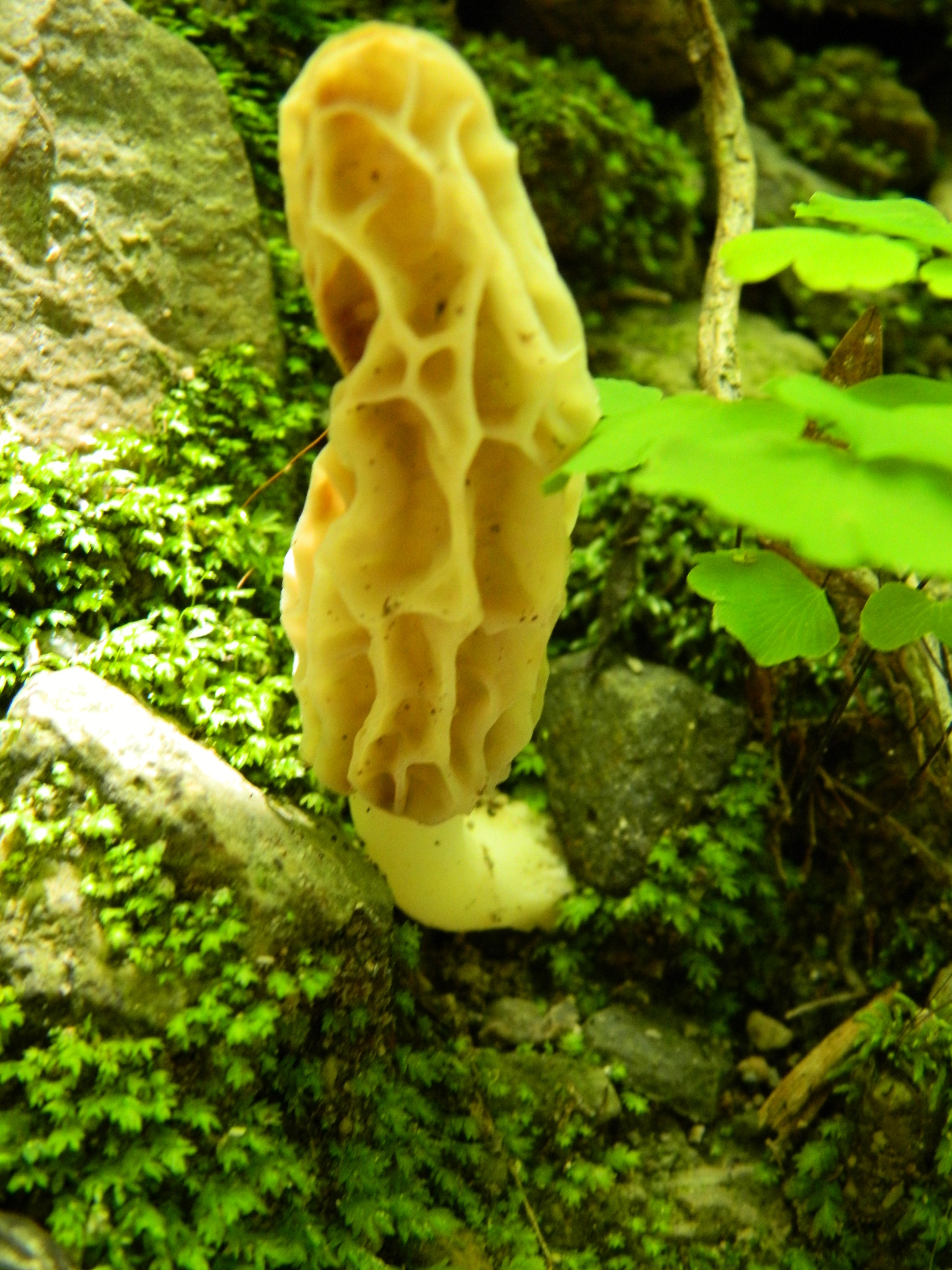 Morchella rufobrunnea image