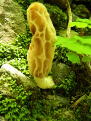 Morchella rufobrunnea