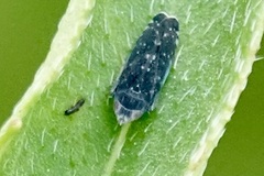 Scaphytopius frontalis