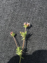 Ornithopus perpusillus