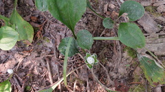 Antennaria parlinii fallax