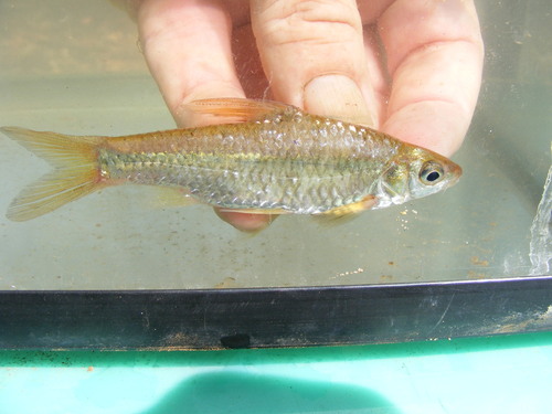 Hamilton's barb (Enteromius afrohamiltoni) — Cyprinidae — 3
