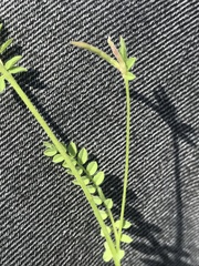 Ornithopus perpusillus