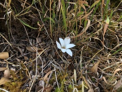 Zephyranthes andina