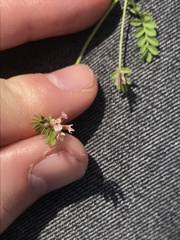 Ornithopus perpusillus