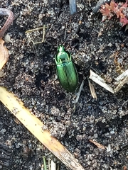 Poecilus cupreus