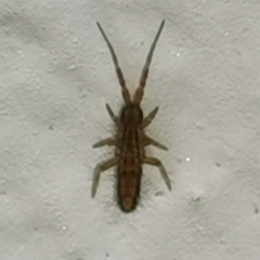 Orchesella