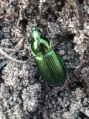 Poecilus cupreus