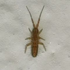 Orchesella