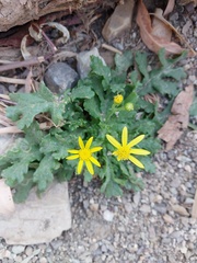 Senecio